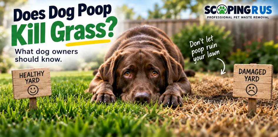 Does Dog Poop Kill Grass?